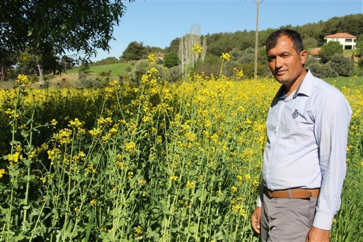 Yem Şalgamı Hem Hayvan Yetiştiricisinin, Hem de Arıcıların Yüzünü Güldürdü