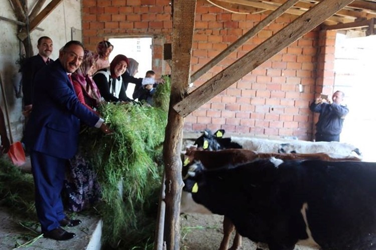 Kurbanlık Tercihimiz Dişi Hayvanlar Olmamalı