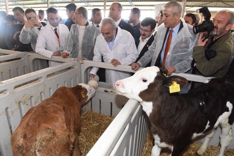 Yetiştiricilere 1,2 milyar liralık buzağı desteği ödenecek