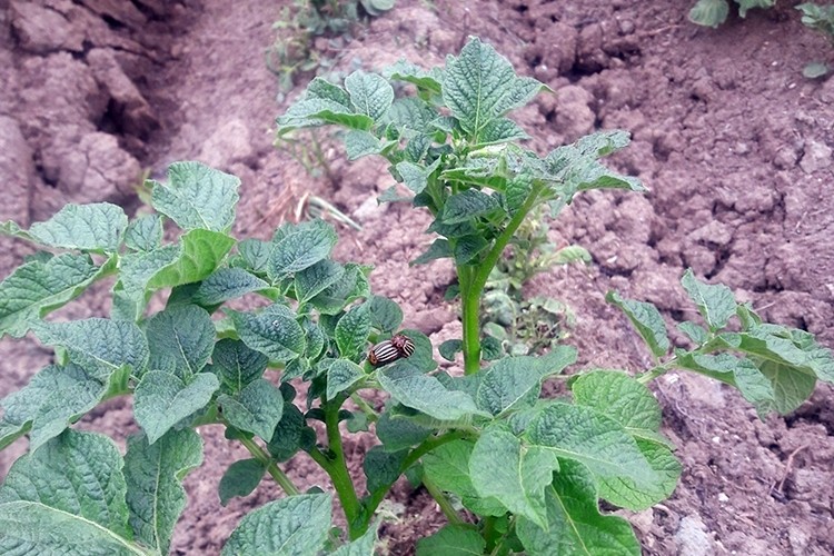 Üreticilere Patates Mildiyösü ve Böceğine Dikkat Uyarısı