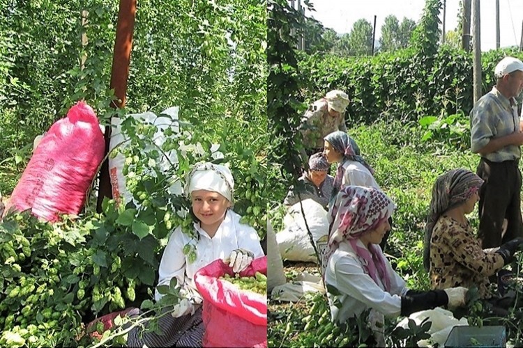 Şerbetçiotu’nun fiyatı belirlendi