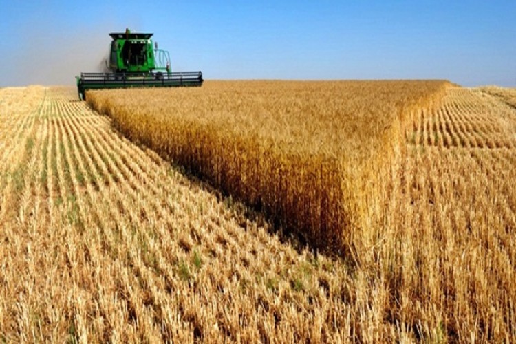 TZOB Genel Başkanı Şemsi Bayraktar'dan Buğday Üretimi Açıklaması