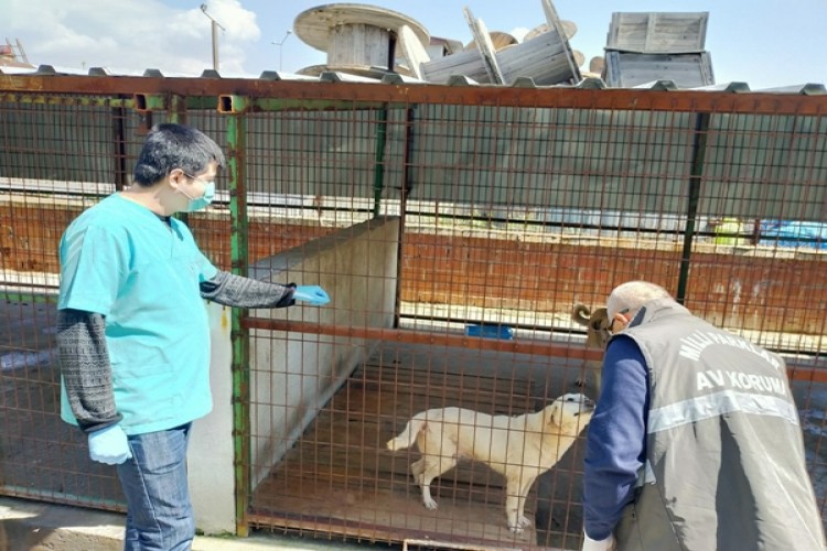 Tarım Ve Orman Bakanlığı Sokak Hayvanları İçin Harekete Geçti