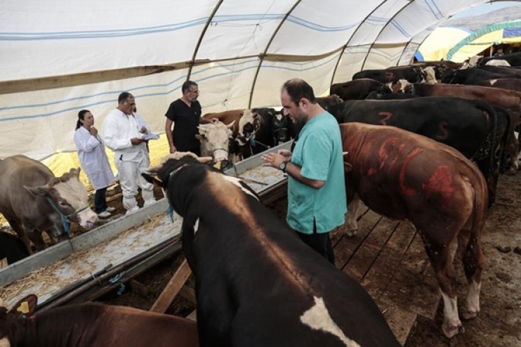 Başkentte Kurban Pazarları Denetlendi