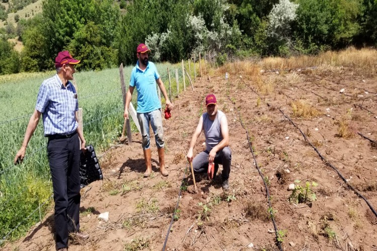 Mucize Bitki Moringa'nın Adaptasyon Bahçeleri Tesis Edildi