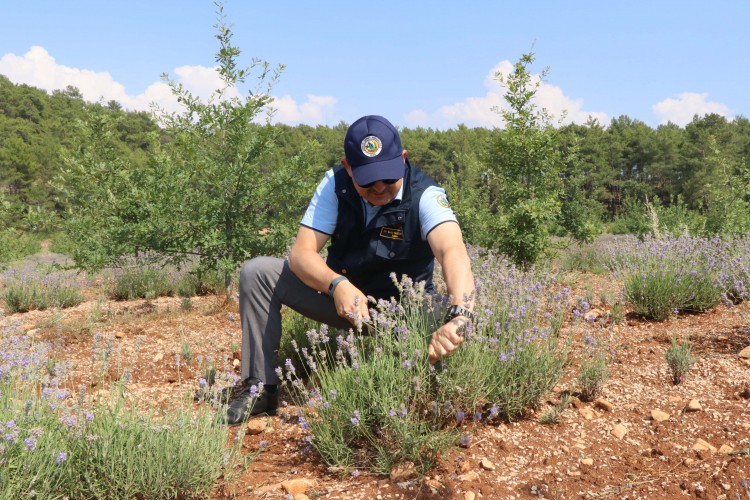 Dönüme 800 ile 1.100 TL Arasında Kazandırıyor