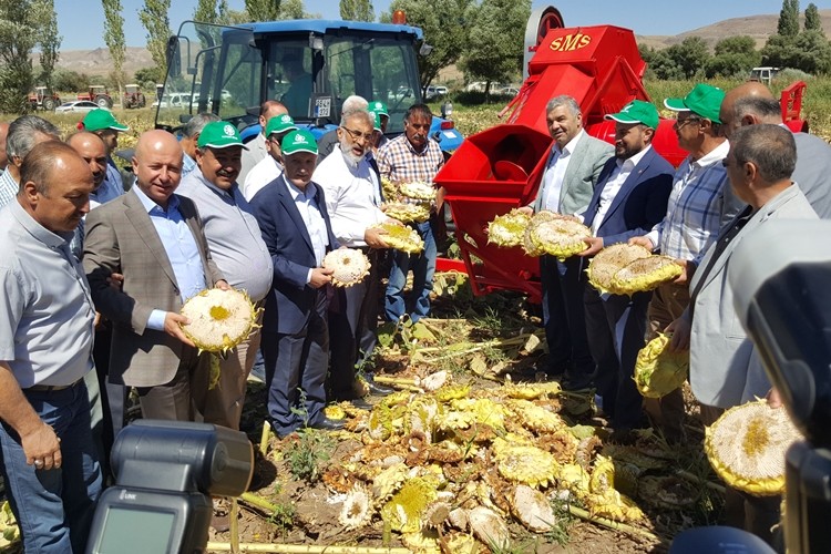 Kayseri Şeker İle Kızık Köyü Birlikte Ayçekirdeği Hasad Etkinliği Düzenledi