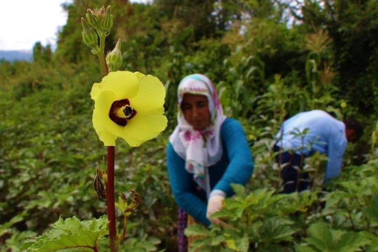 Çiçek Bamyasına ‘Çeyrek Altın’ Diyorlar