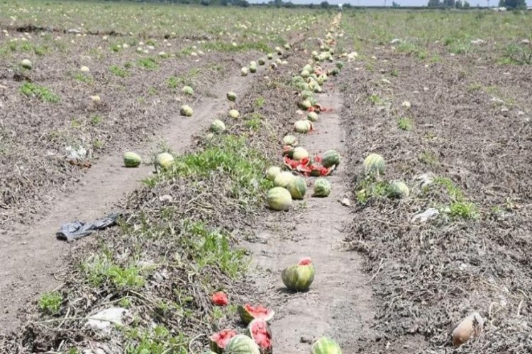 Karpuz tarlada kaldı! Üretici 10 kuruşa satıyor, vatandaş 1 liraya alıyor