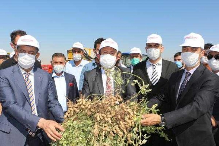 Şırnak Yerfıstığı üretiminde ilk 3 ilden biri oldu