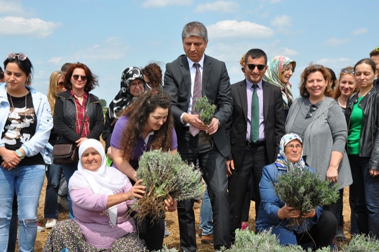 Edirne Kadın Çiftçilerle Lavanta Kokacak