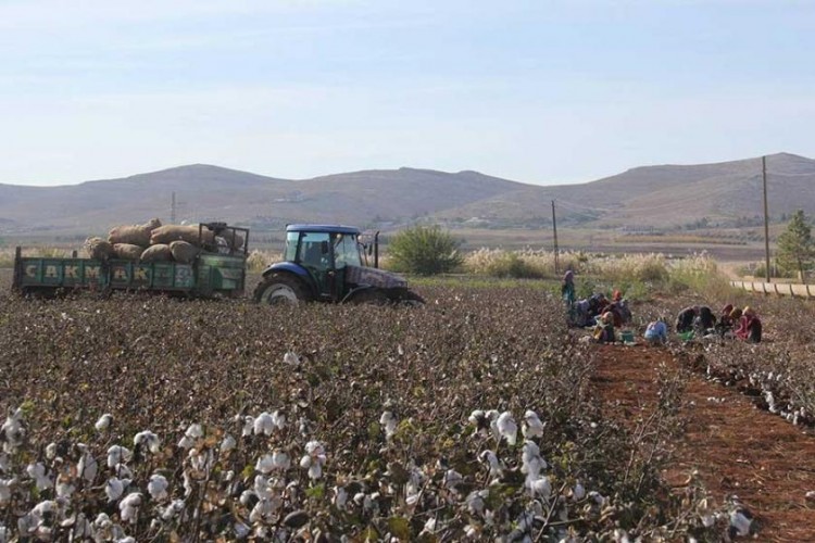 Pamuğun Üreticiye Maliyeti Yüzde 200 Arttı, Fiyat Yüzde 33 Azaldı