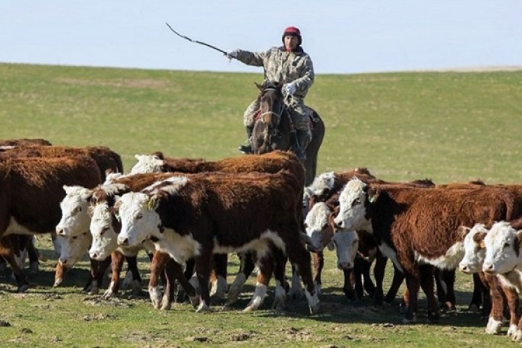 Kazakistan, Büyükbaş Ve Küçükbaş Hayvan İhracatını Yasakladı