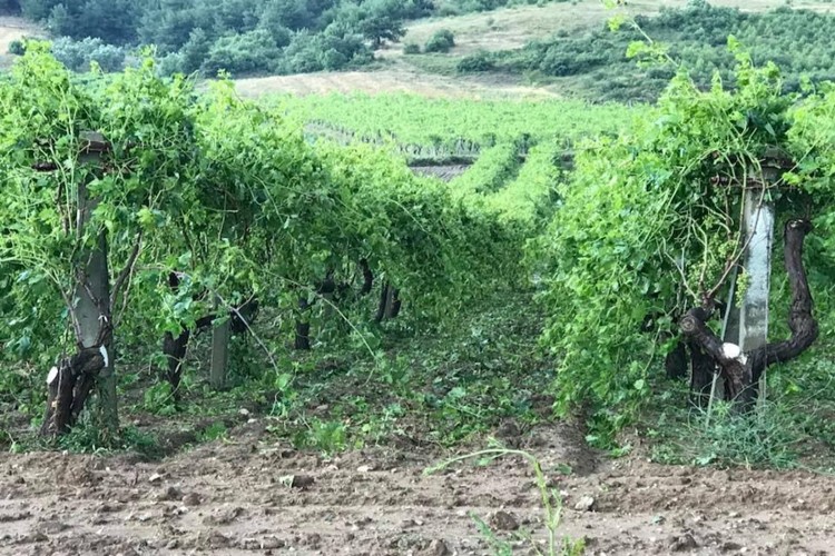 Dolu Meyve Bahçelerini Vurdu! Çiftçinin Zararı Büyük