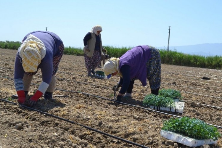 Salihli’de İşçi Ve Biçerdöver Fiyatları Belirlendi