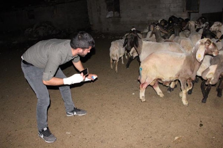 Sokak köpekleri ağıldaki koyunlara saldırdı