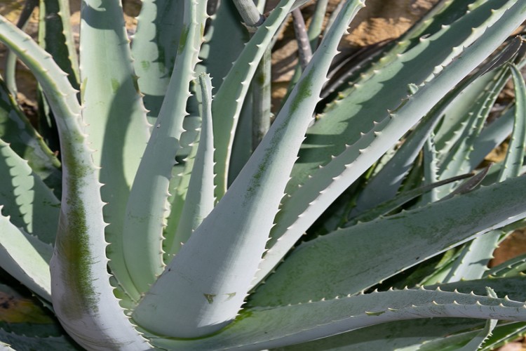 Aloe Vera Yetiştiriciliği