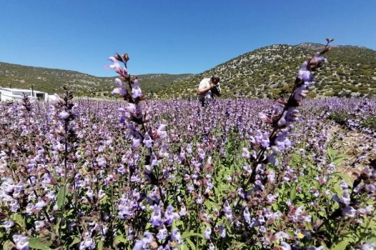 Lisinia'da Mor Renkli Ada Çayı Çiçeklerinin Görsel Şöleni
