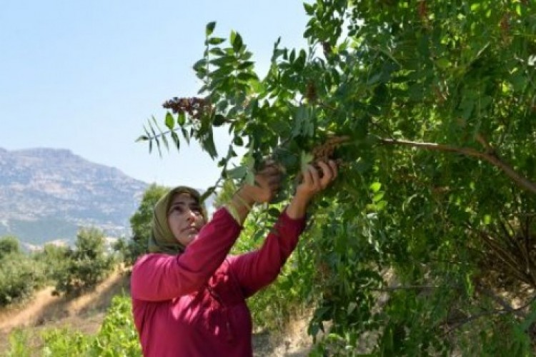 Kahramanmaraş'ta Sumak Ekşisi Hasadı Başladı