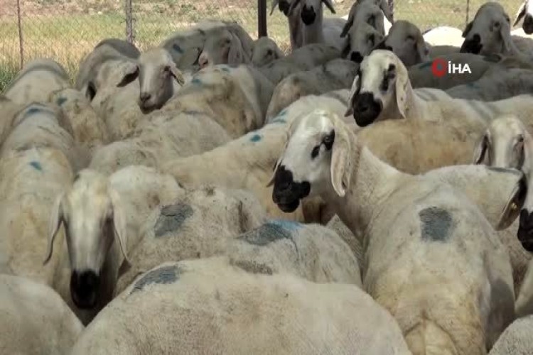 Aksaray'da küçükbaş hayvan sayısında 12 yılda yüzde 500 artış sağlandı