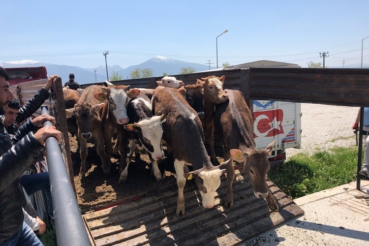 Doyduğun Yerde Değil Doğduğun Yerde Kazan