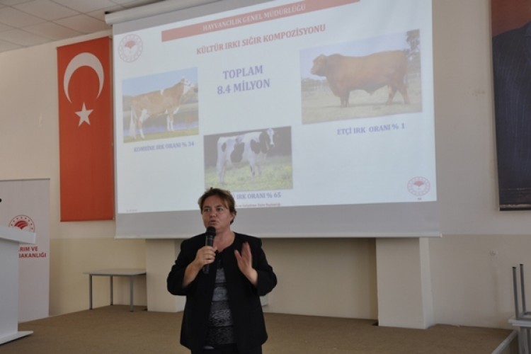Sığırlarda Döl Verimliliğin Arttırılmasıyla İlgili Çalışmalar Devam Ediyor