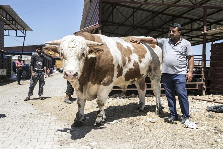 Şu Ana Kadar Satılan En Pahalı Boğa Olacak, Rekor Fiyat