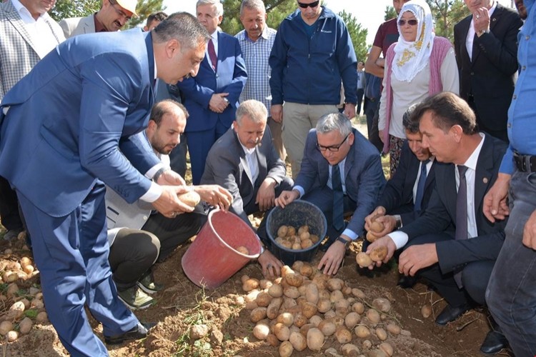 Yerli Ve Milli Patateslerin Hasadı Yapıldı