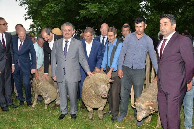 Merinos Koçlar Sahiplerini Buldu