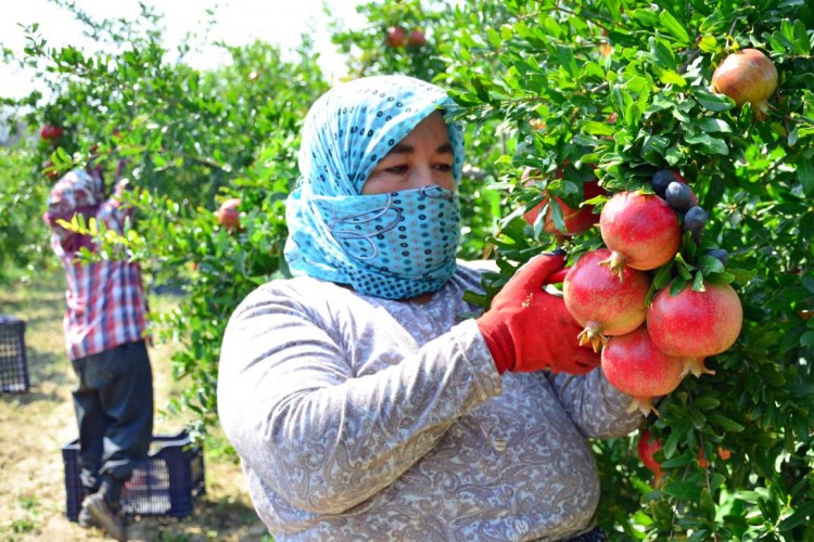 Denizli’de Nar hasadı heyecanı yaşanıyor