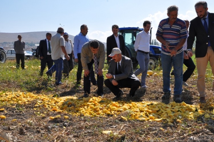 Alternatif Ürün Çerezlik Kabağın Tarla Günü Yapıldı