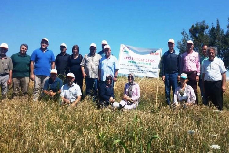 Dört Yeni Buğday Çeşidi Üreticilere Tanıtıldı