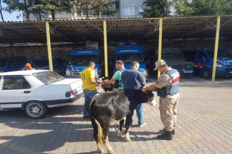 Çaldıkları büyükbaş hayvanları otomobille kaçırırken yakalandılar