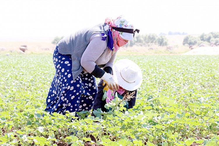 40 lira için 40 derece sıcakta çalışıyorlar