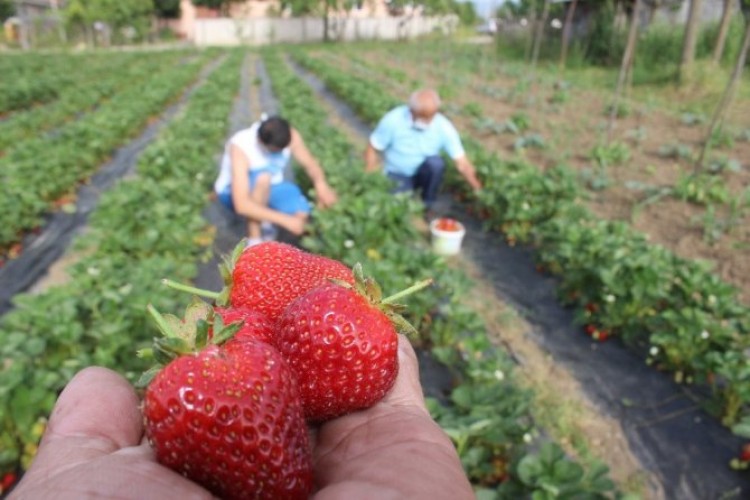 Düzce’de üretilen organik çilekler 1 saatte tükeniyor