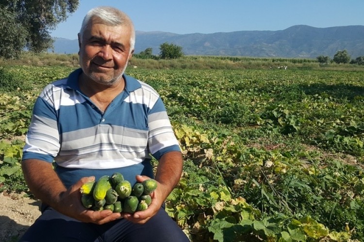 Turşuluk salatalık üreticisi yeni ürün arayışında Rekolte de düşük fiyatlar da