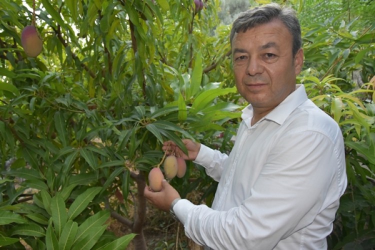 Antalya'da Tropik Meyve Yetiştiriciliği Eğitimi Düzenlenecek