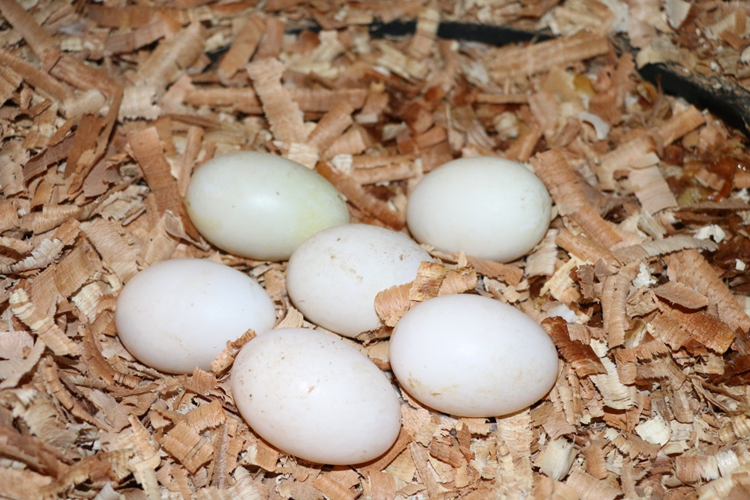 Ordu'da 'Pekin ördeği' yetiştirilecek