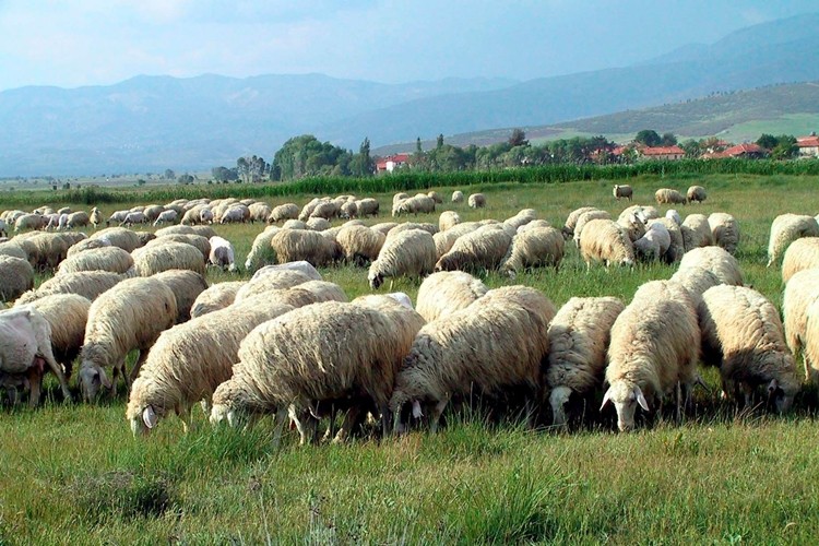 Hayvan Yetiştiricilerine Müjde! Destekleme Primleri Yatırılıyor