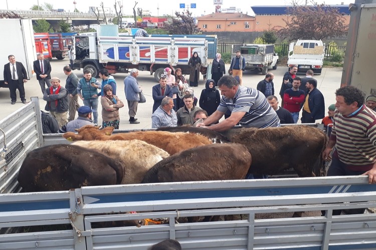 Genç Çiftçilere Hibe Edilen Büyükbaş Hayvanlar Teslim Edildi