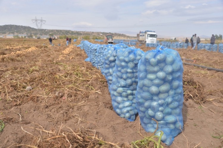 Depolar Patates Çakılı, Çürümesini Mi Seyredeceksiniz?