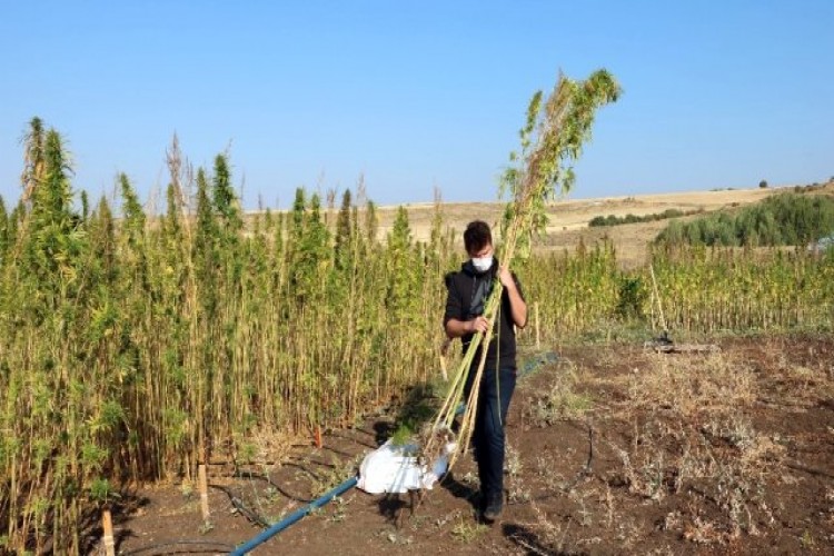 Yozgat Bozok Üniversitesinde kenevir hasadı başladı