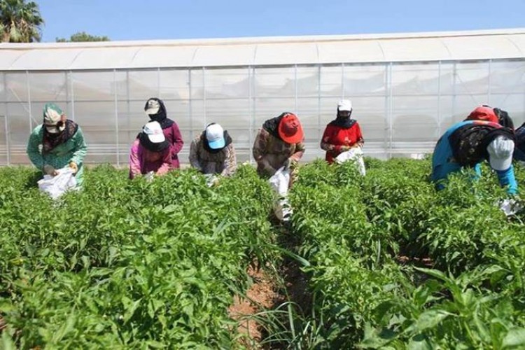 FAO, Japon projesinde üçüncü faz: İzmir ve Bursa’da yeni kooperatif, Şanlıurfa’da üretim!