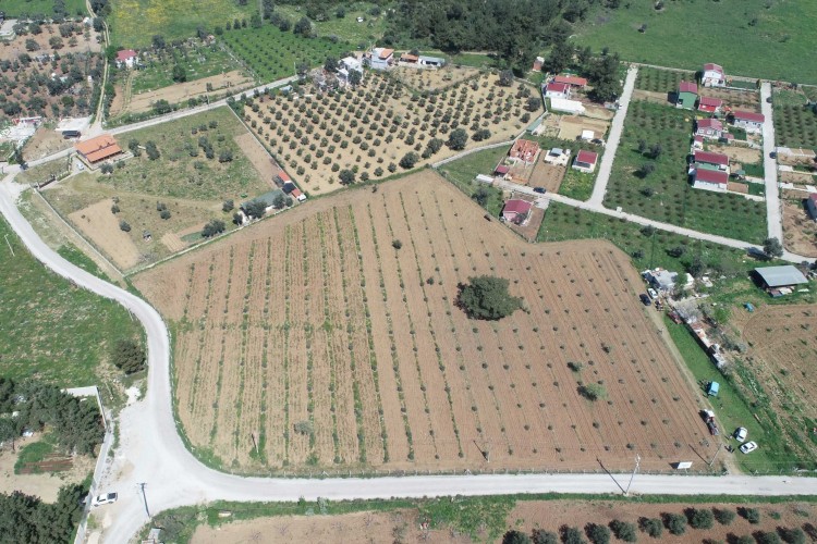 Tarladan sofraya Buca'nın yüzü üretimle gülüyor