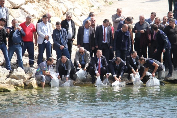 Beyşehir Gölü’ne 500 Bin Yavru Sazan Balığı Desteği