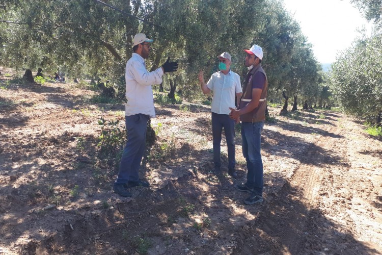 Üreticilere Zeytin Kabuklu Biti uyarısı