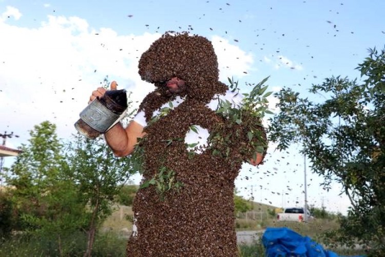 'Arı Adam', Çin'in dünya rekorunu kırmak için binlerce arıyı üzerinde topladı