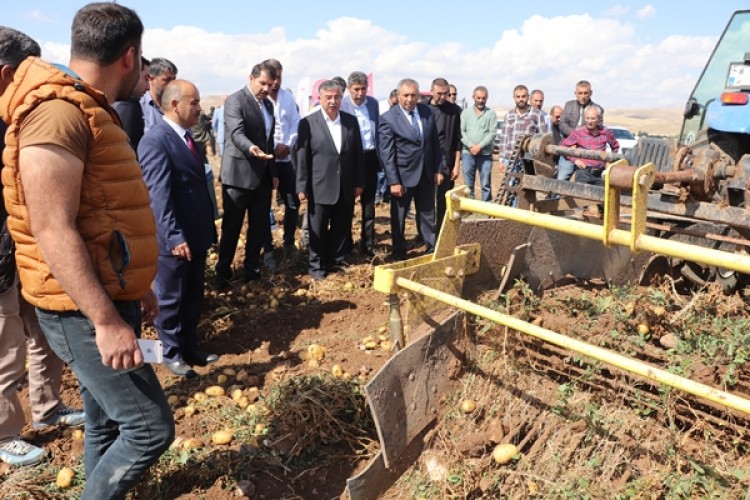 Sivas Tohumluk Patates Üretiminde Türkiye Birincisi