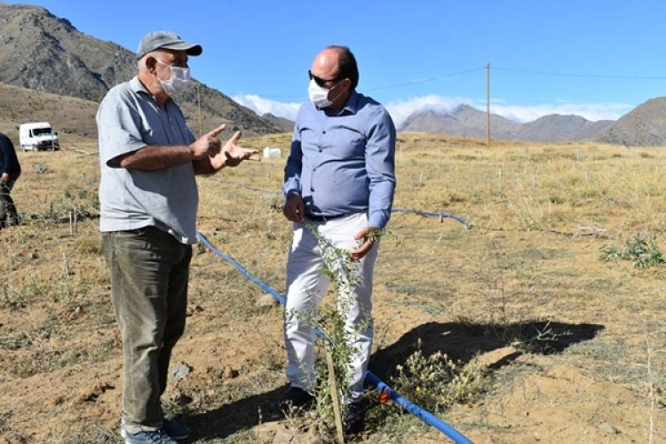 Bayburt’ta İlk Defa Tesis Edilen Goji Berry Üreticilere Alternatif Kazanç Sağlayacak