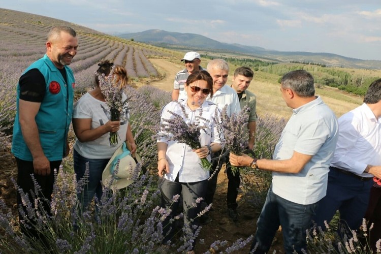 Türkiye'nin En Büyük Lavanta Bahçesinde Hasat Başladı